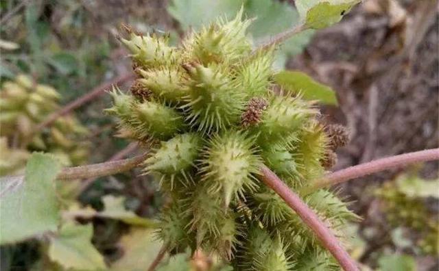 20种野花野草,都是童年的回忆,能叫出名字的却没有几个