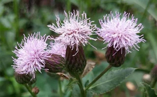 20种野花野草,都是童年的回忆,能叫出名字的却没有几个