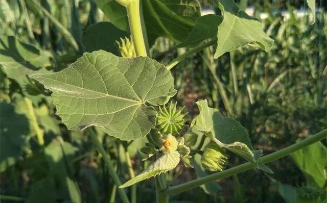 20种野花野草，都是童年的回忆，能叫出名字的却没有几个