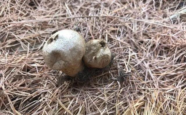 20种野花野草,都是童年的回忆,能叫出名字的却没有几个