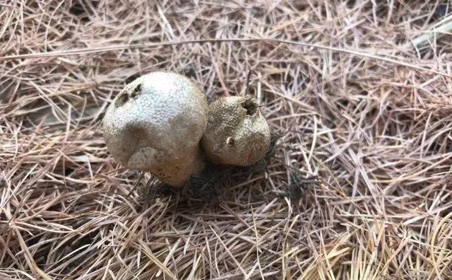 20种野花野草，都是童年的回忆，能叫出名字的却没有几个