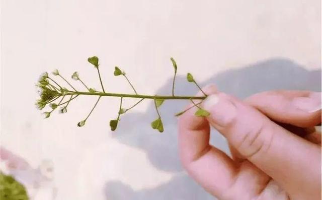 20种野花野草,都是童年的回忆,能叫出名字的却没有几个