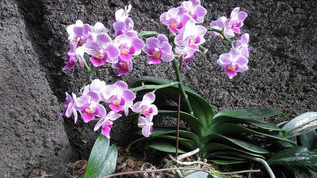 农村常见的“野花”,农村人认不出,城里人却愿出价上万!