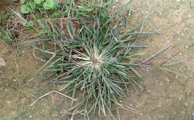 20种野花野草,都是童年的回忆,能叫出名字的却没有几个