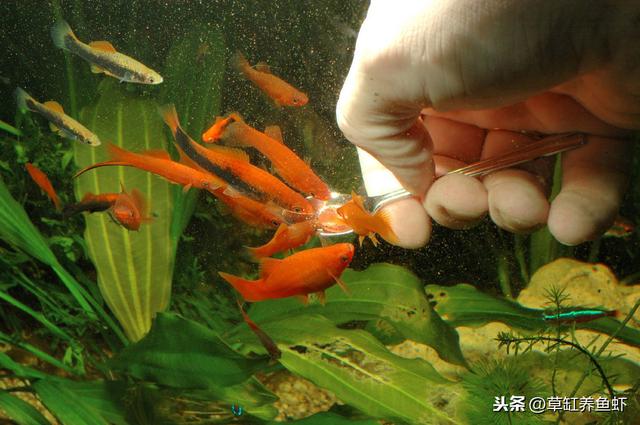 养鱼怎样从无到有?通俗易懂的10个经验,送给想养鱼的你