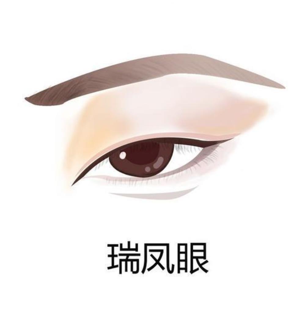 瑞凤眼的外眦角比较钝圆,眼睛整体也是细长形状的,瞳