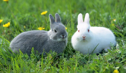 为什么不建议女生养兔子，女生养兔子要注意什么