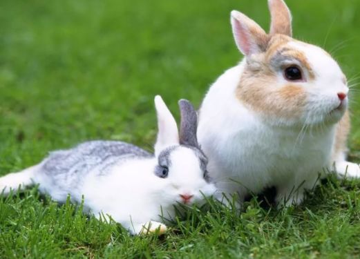 为什么不建议女生养兔子，女生养兔子要注意什么
