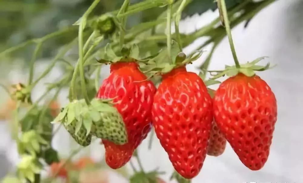 草莓怎样挑选最好吃的，什么品种草莓最好吃