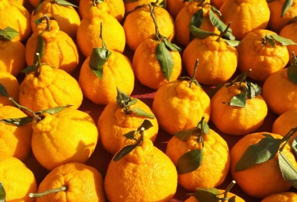耙耙柑和丑橘的区别，丑橘和耙耙柑哪个好吃