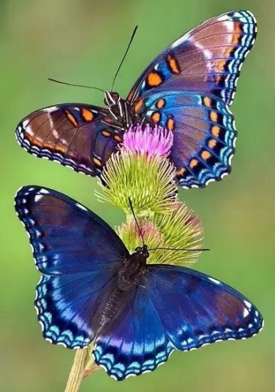 最美蝴蝶图片大全唯美，各种蝴蝶图片大全大图唯美