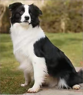 狗智商排名,什么狗最可爱