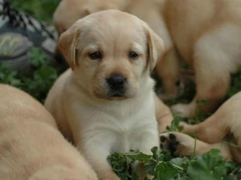 狗智商排名,什么狗最可爱