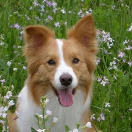 狗智商排名,什么狗最可爱