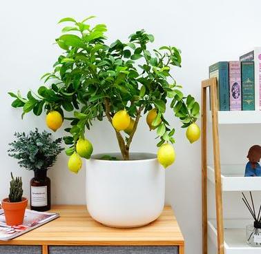 适合卧室的植物,最适合卧室的十大绿植