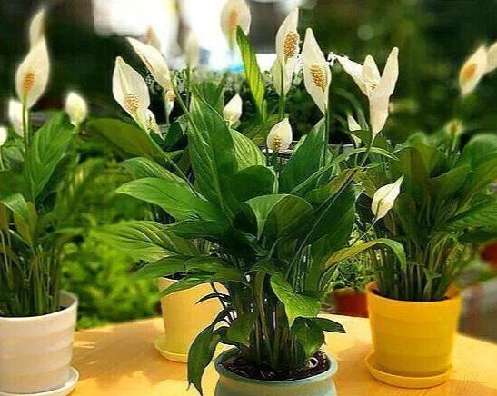 适合卧室的植物,最适合卧室的十大绿植