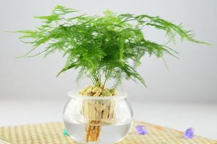文竹怎么养才能更旺盛,文竹最怕三种水