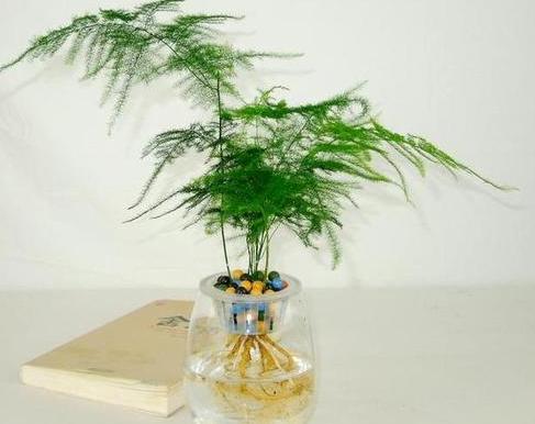 文竹怎么养才能更旺盛,文竹最怕三种水