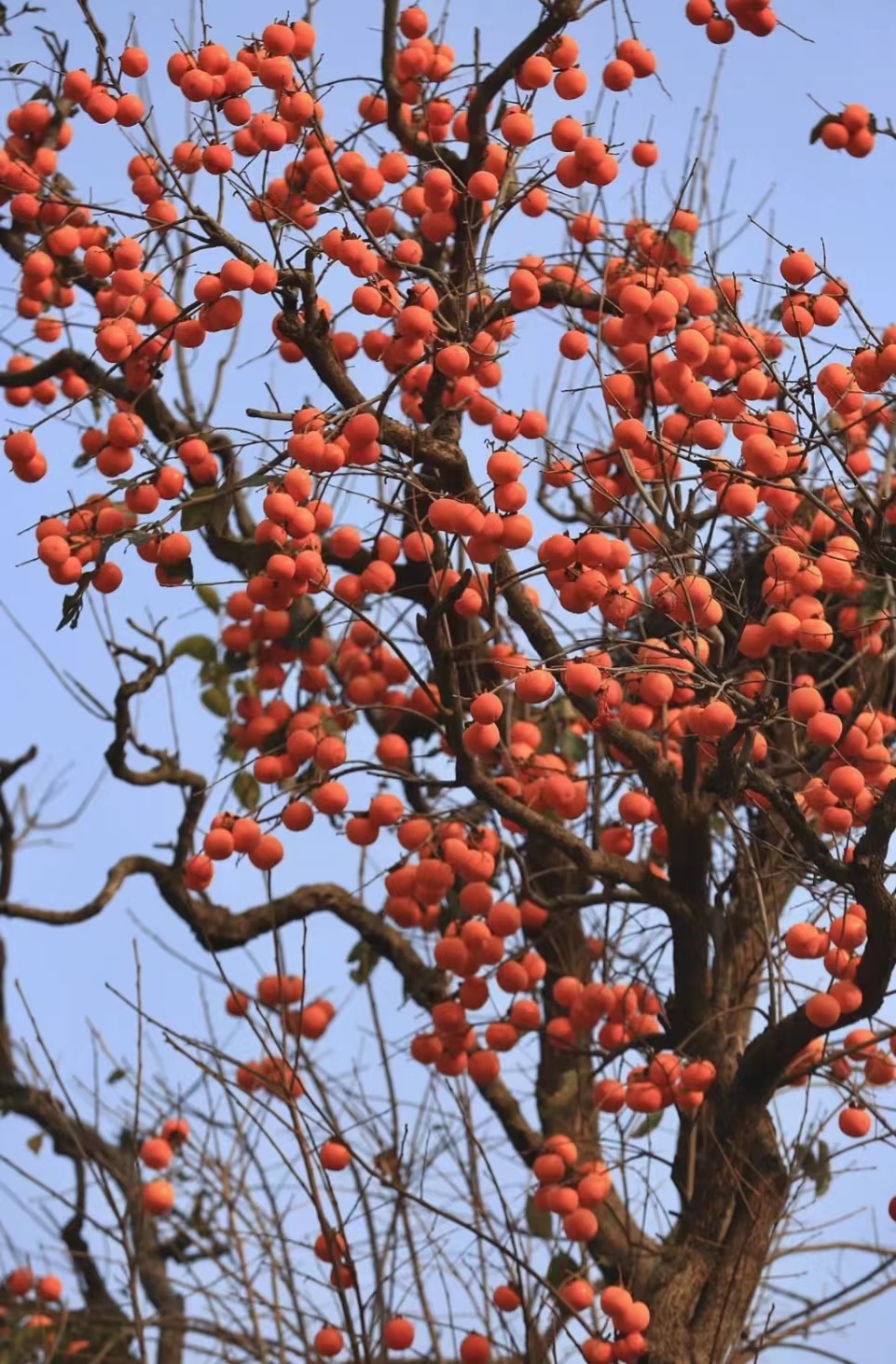 柿子树图片唯美