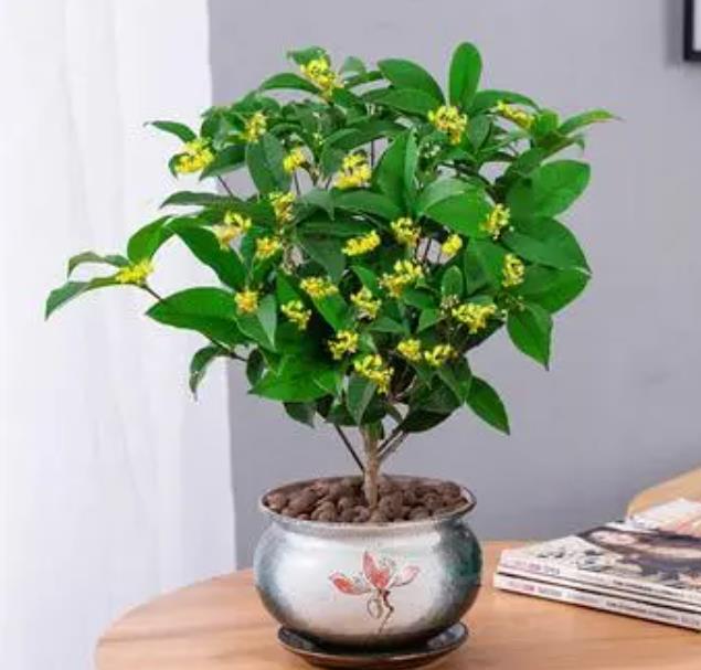 桂花风水大忌,桂花为啥是鬼树