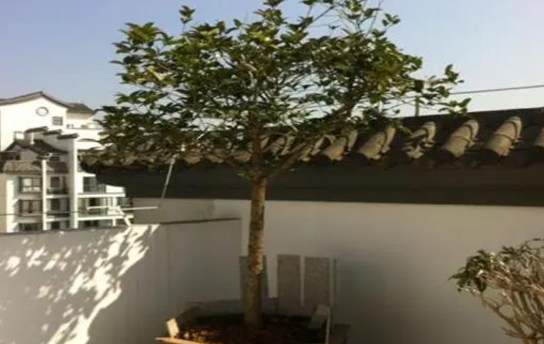 桂花风水大忌,桂花为啥是鬼树