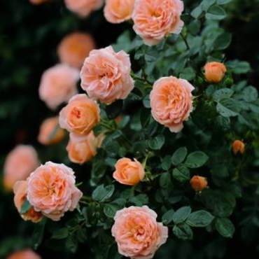 送男友适合送什么花，给异性男生送什么花比较好