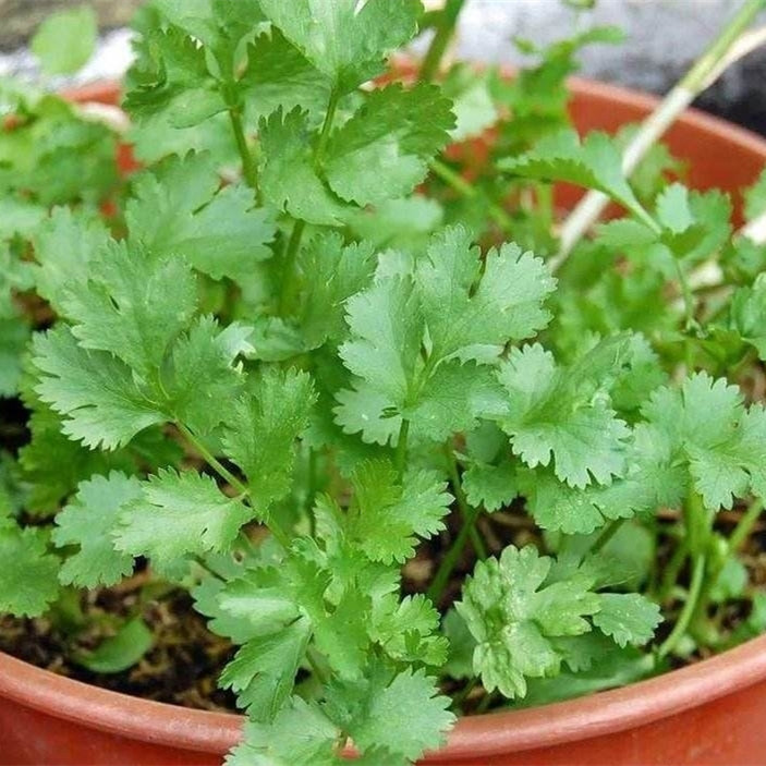 十种最适合阳台蔬菜,阳台适合种什么蔬菜