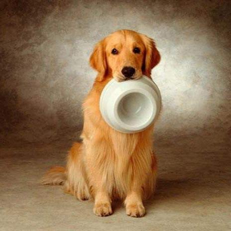 狗狗认定主人的征兆,狗狗吃狗粮好还是吃饭好