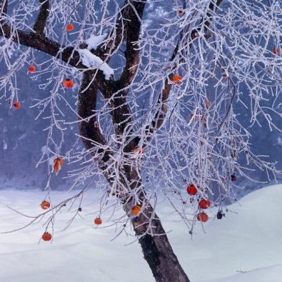 为什么三九四九最冷，三九最冷还是四九最冷