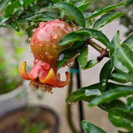 门前不能栽的三种树，门前栽什么树最好