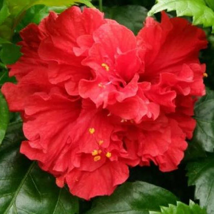 365天开花不断的花卉,全年开花不断的花卉有哪些