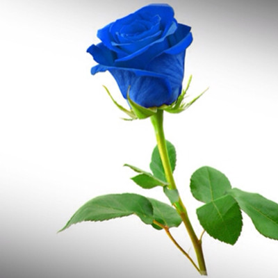 什么花的花语是暗恋,什么花的花语是没结果的爱