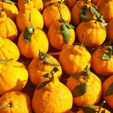 耙耙柑和丑橘的区别，丑橘和耙耙柑哪个好吃