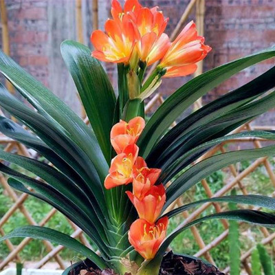 君子兰旺什么属相,什么属相适合养君子兰