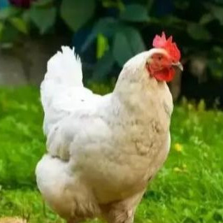 为什么鸡到了晚上不动，为什么鸡一到晚上就不动了