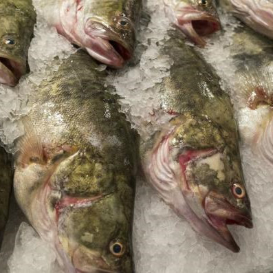 桂鱼与鳜鱼的区别，桂鱼是海鱼还是淡水鱼