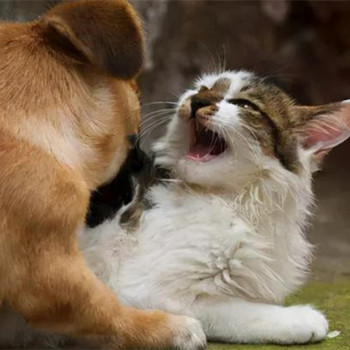 猫为什么跟狗水火不容,狗来穷猫来富是什么说法