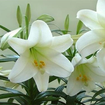 荷花百合代表什么意思，荷花的颜色代表什么花语