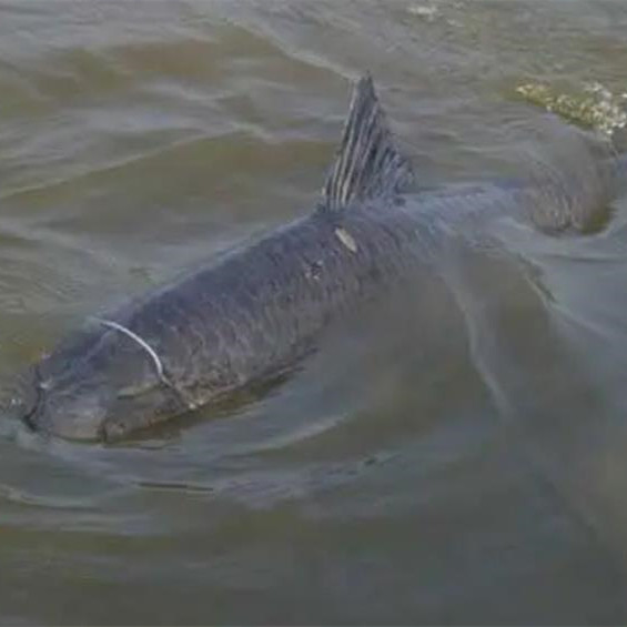 青鱼为啥叫索命鱼,青鱼和草鱼哪个口感好