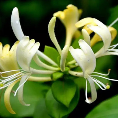 怎样让金银花长成粗桩，金银花花蕊是什么颜色