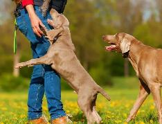 狗狗感激一个人的表现,狗对人的忠诚表现在哪里