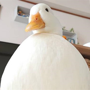 柯尔鸭和普通鸭子的区别，柯尔鸭一只多少钱