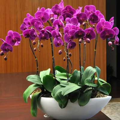 什么花不用晒太阳，什么花常年开花