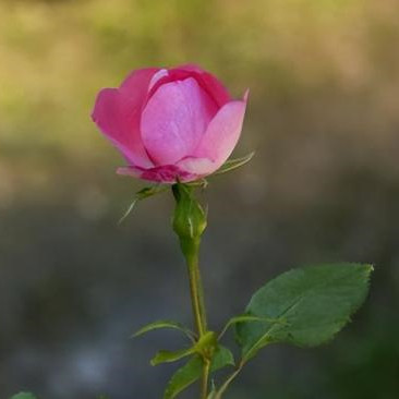 女人离婚后悔率是多少,离婚后女人后悔几率是多少