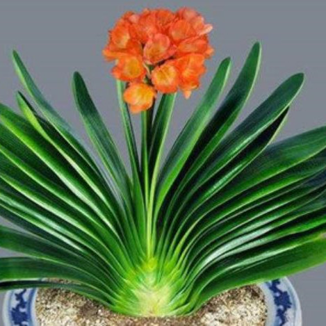 君子兰怎么养才开花,君子兰喜阴还是喜阳几天浇水