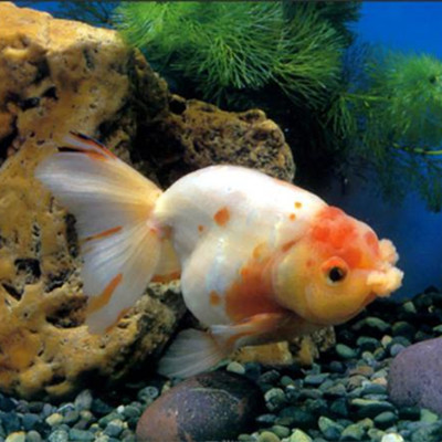 养鱼一般养几只才吉利,乌龟养几只比较吉利