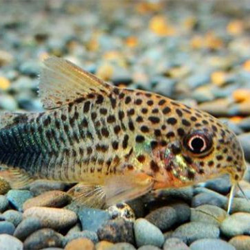 最干净的三种鱼，老年人适合吃的三种鱼