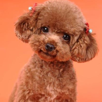 老年人适合养什么狗,70岁以上养什么狗最好