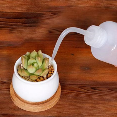 多肉夏天怎么养护，多肉夏天怎么砍头扦插