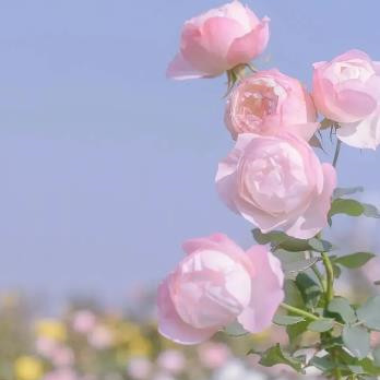 女人会不会同时爱着老公和情人，为什么女人会同时放不下老公和情人